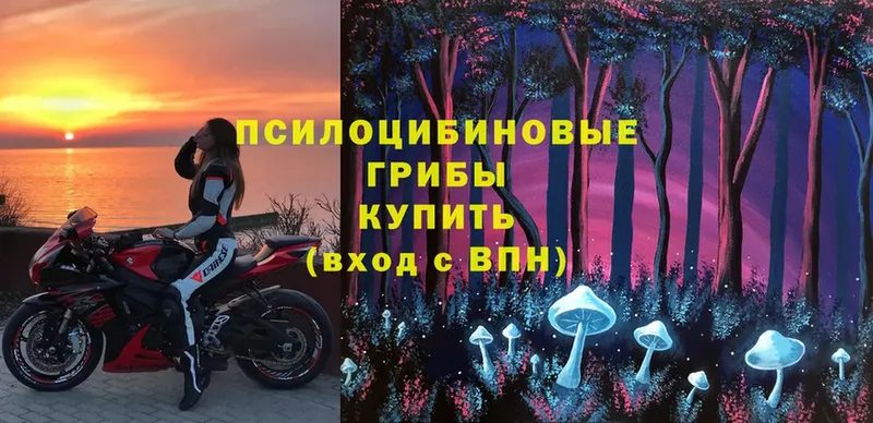 Псилоцибиновые грибы Psilocybe  блэк спрут   Жигулёвск 